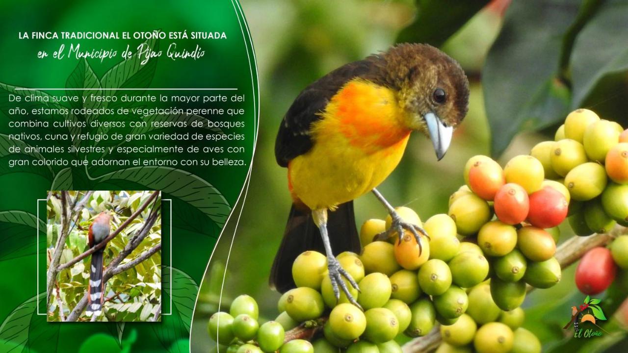 Pijao Finca Tradicional El Otono מראה חיצוני תמונה