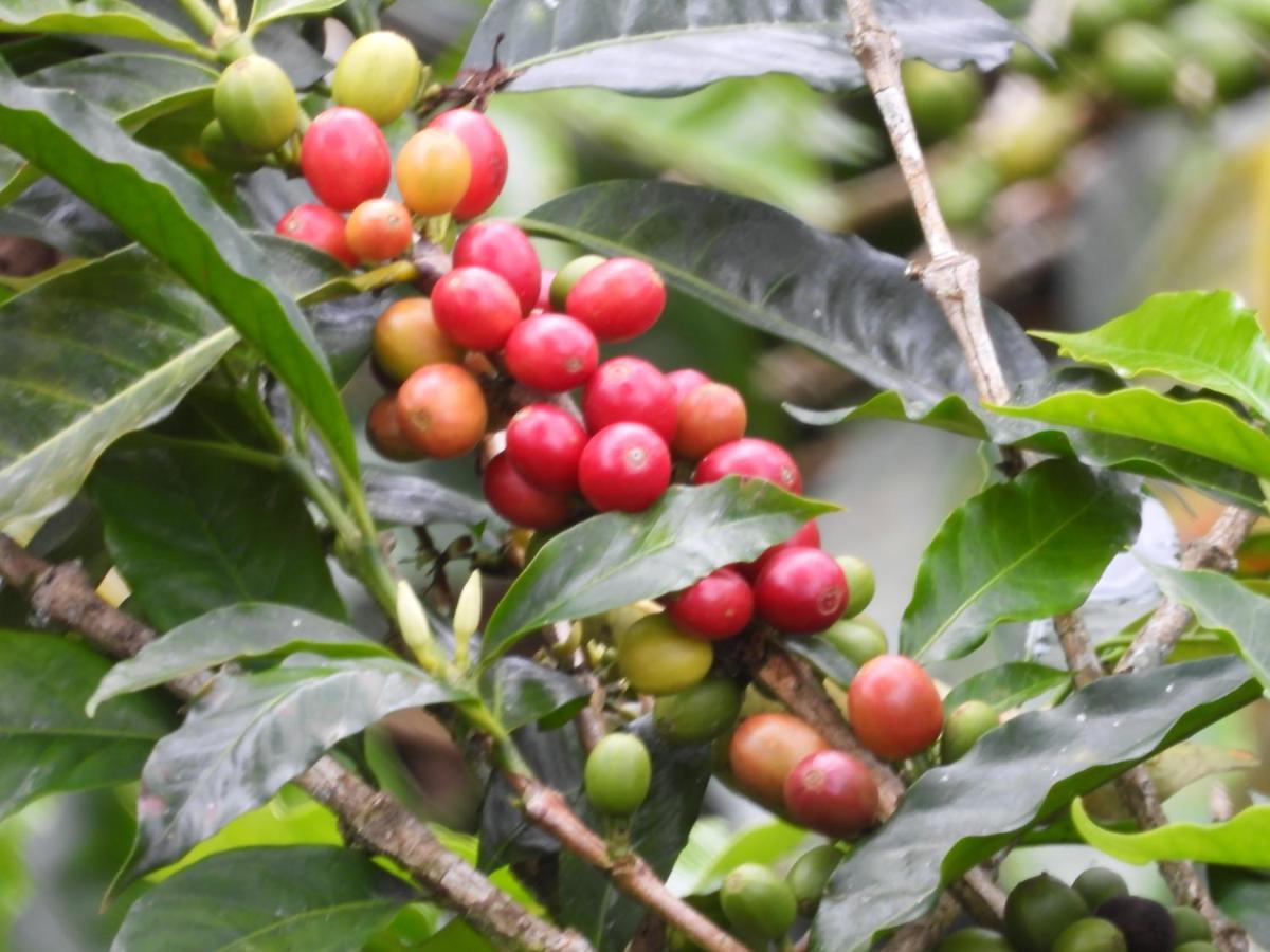Pijao Finca Tradicional El Otono מראה חיצוני תמונה
