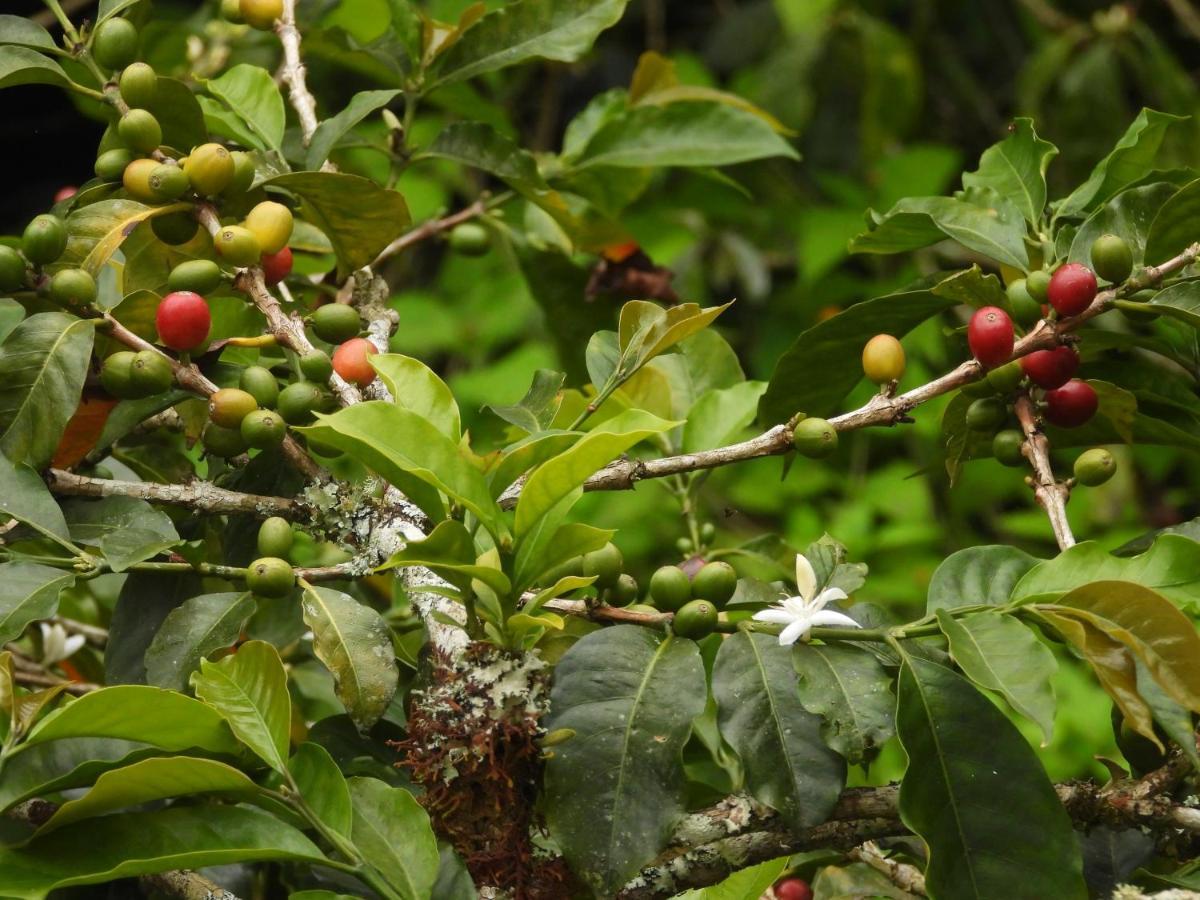 Pijao Finca Tradicional El Otono מראה חיצוני תמונה